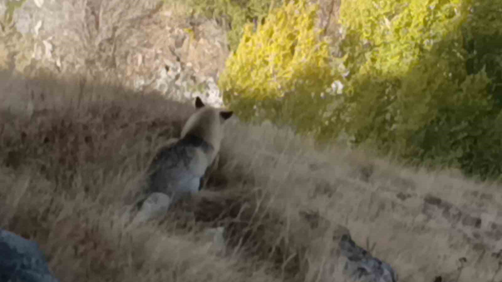 Kars’ta kızıl tilki yiyecek ararken görüntülendi