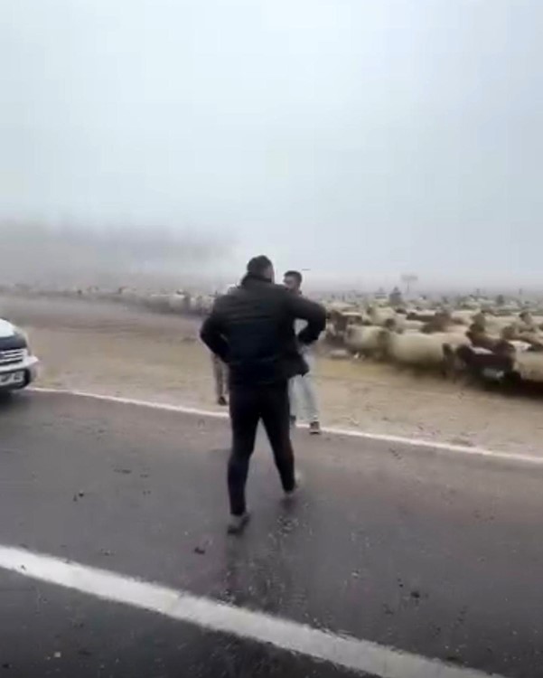 Siirt’te sis kazaya neden oldu: 3 koyun telef oldu