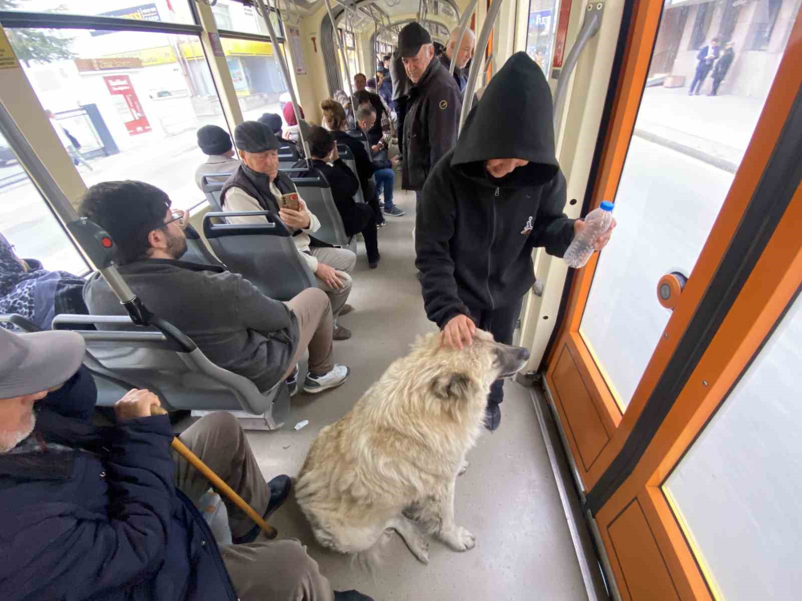 Tramvaya binen sevimli köpek ilgi odağı oldu