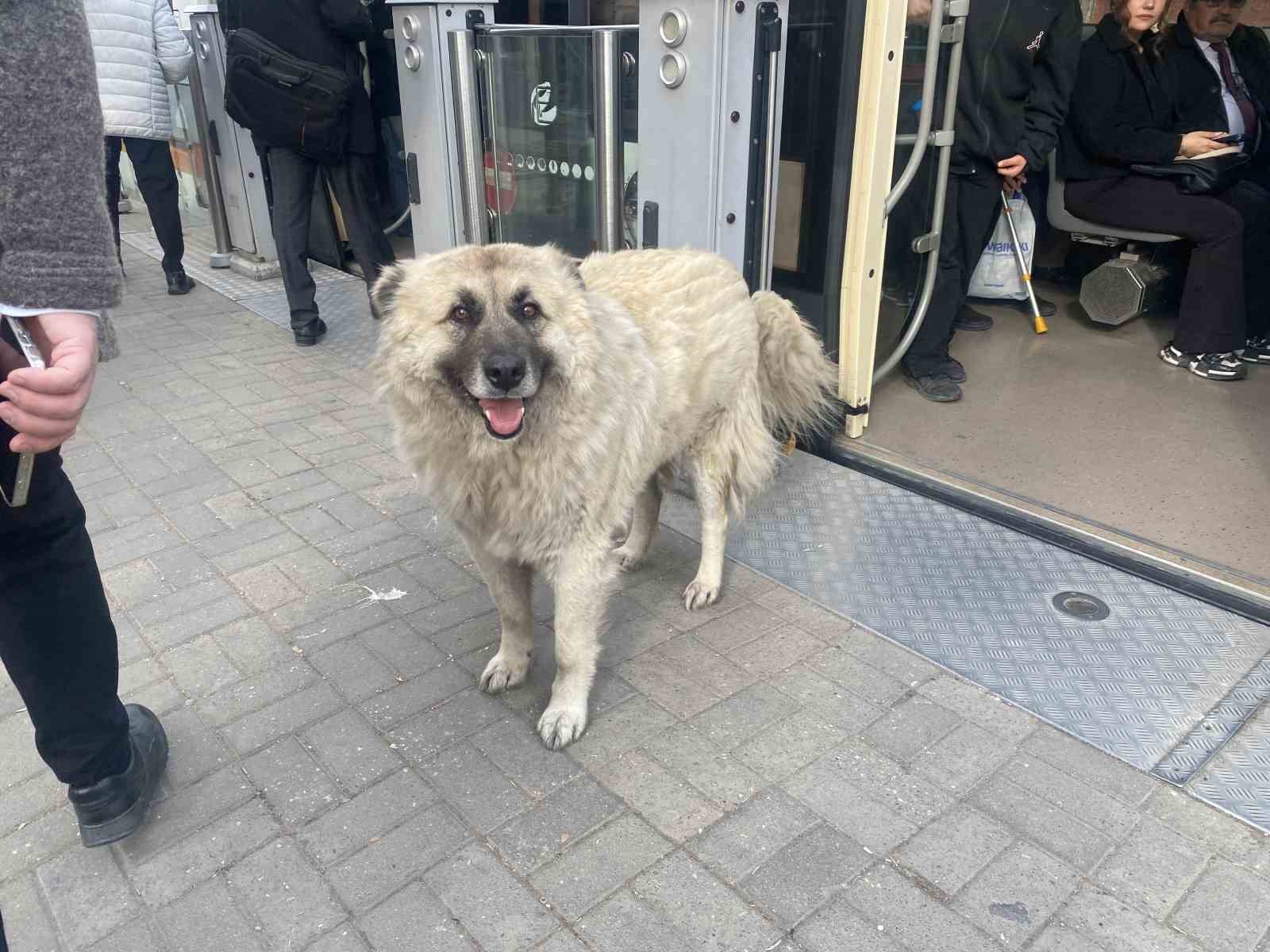 Tramvaya binen sevimli k&ouml;pek ilgi odağı oldu
