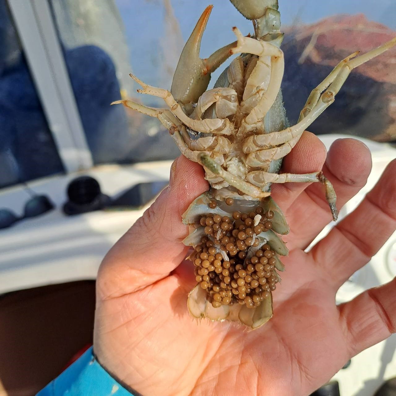 Eğirdir Gölü’nde 300 kaçak kerevit pinteri ele geçirildi