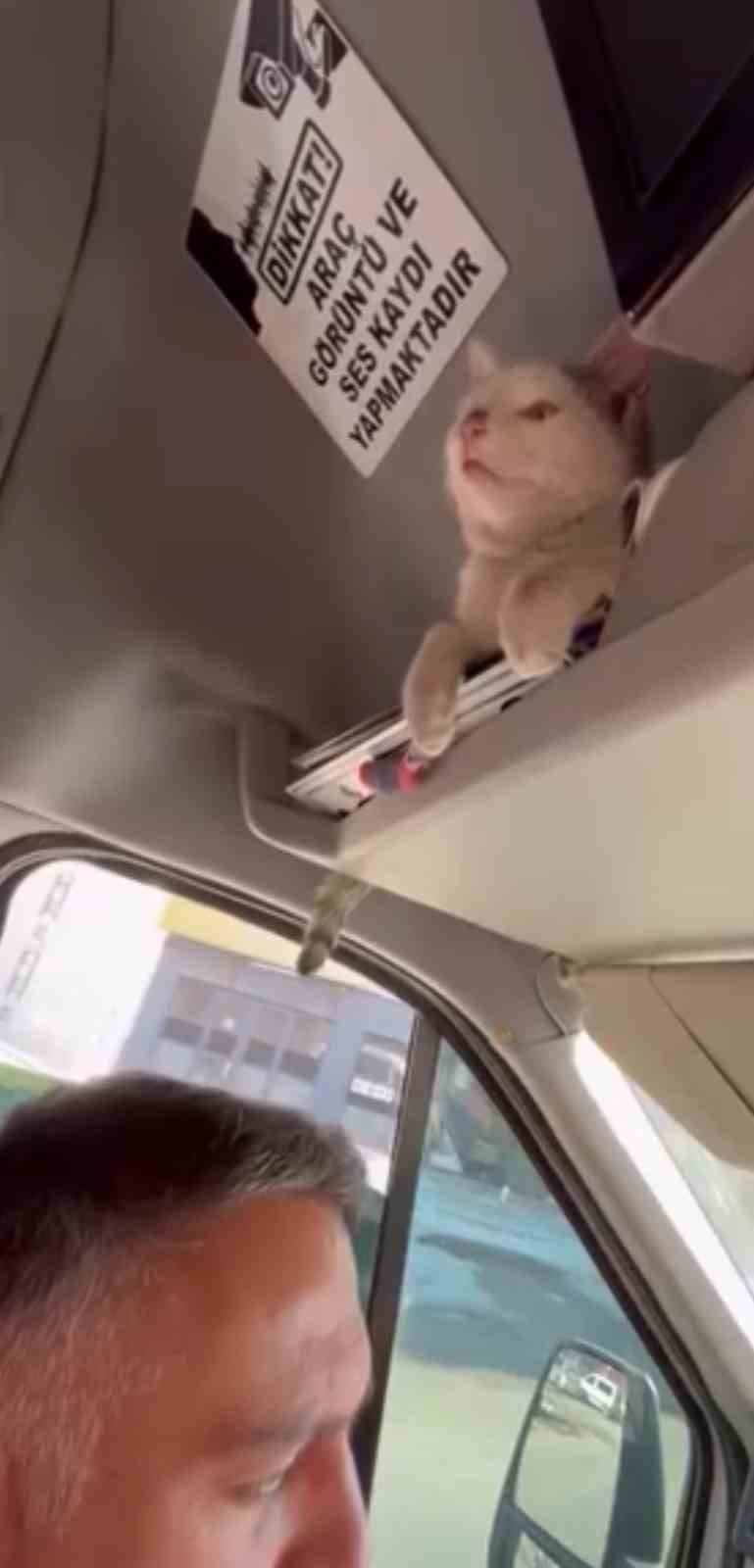 Donmak üzere olan kediyi aracına aldı: Şoförün duyarlı hareketi yolcuların takdirini topladı
