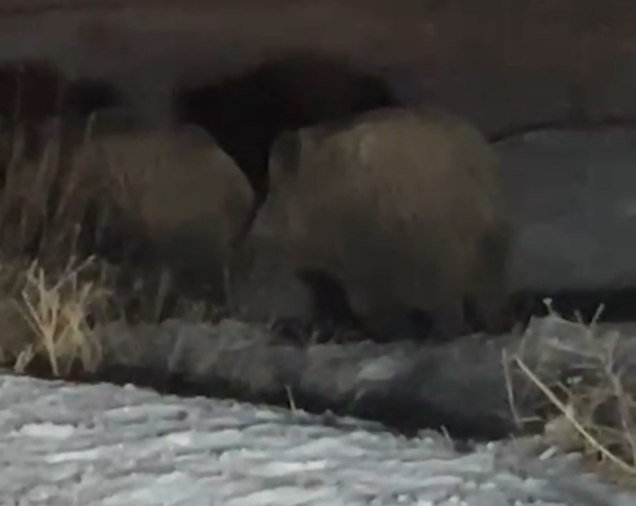 Yüksekova’da domuz sürüsü görüntülendi