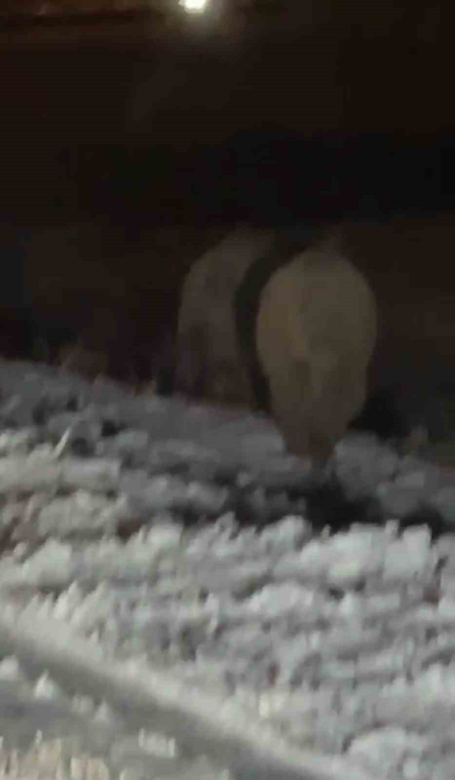 Yüksekova’da domuz sürüsü görüntülendi