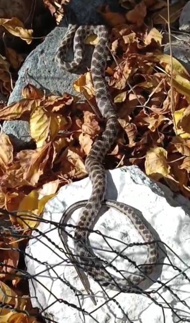 Tunceli’de kış günü yılanlarla sıcak sohbet gülümsetti