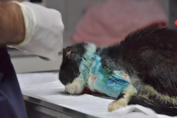 Distal oblik kırığı tespit edilen kedi 2 saatlik operasyon ile sağlığına kavuştu