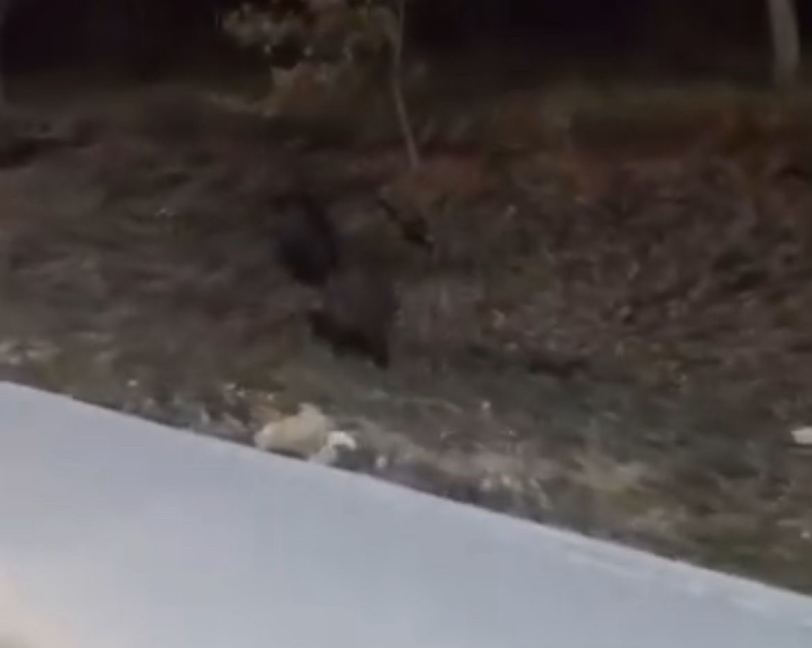 Aç kalan domuz sürüleri, üniversite kampüsüne indi