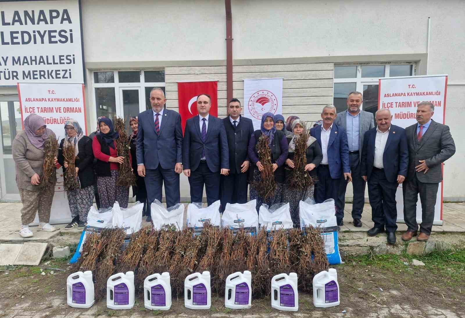 Aslanapa’da 13 kadın çiftçiye yüzde 75 hibeli 7 bin adet ahududu fidanı dağıtıldı