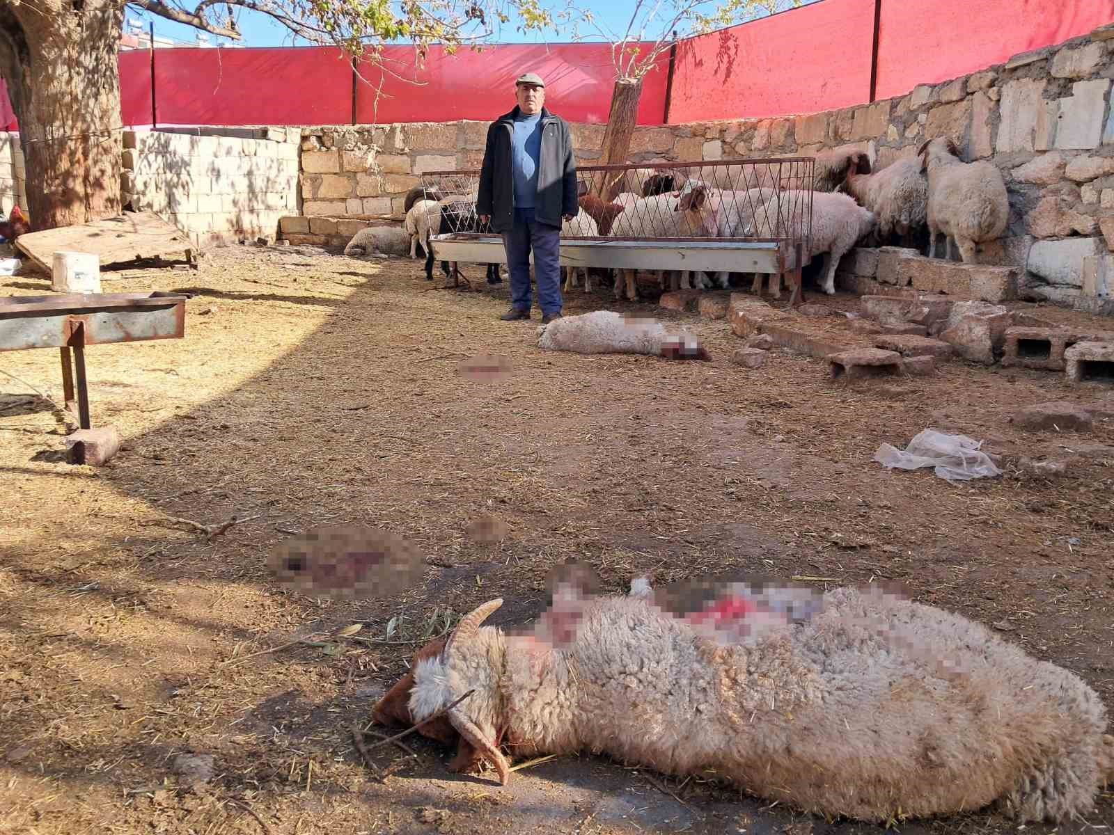 Kilis’te kurt saldırısında 3 küçükbaş telef oldu