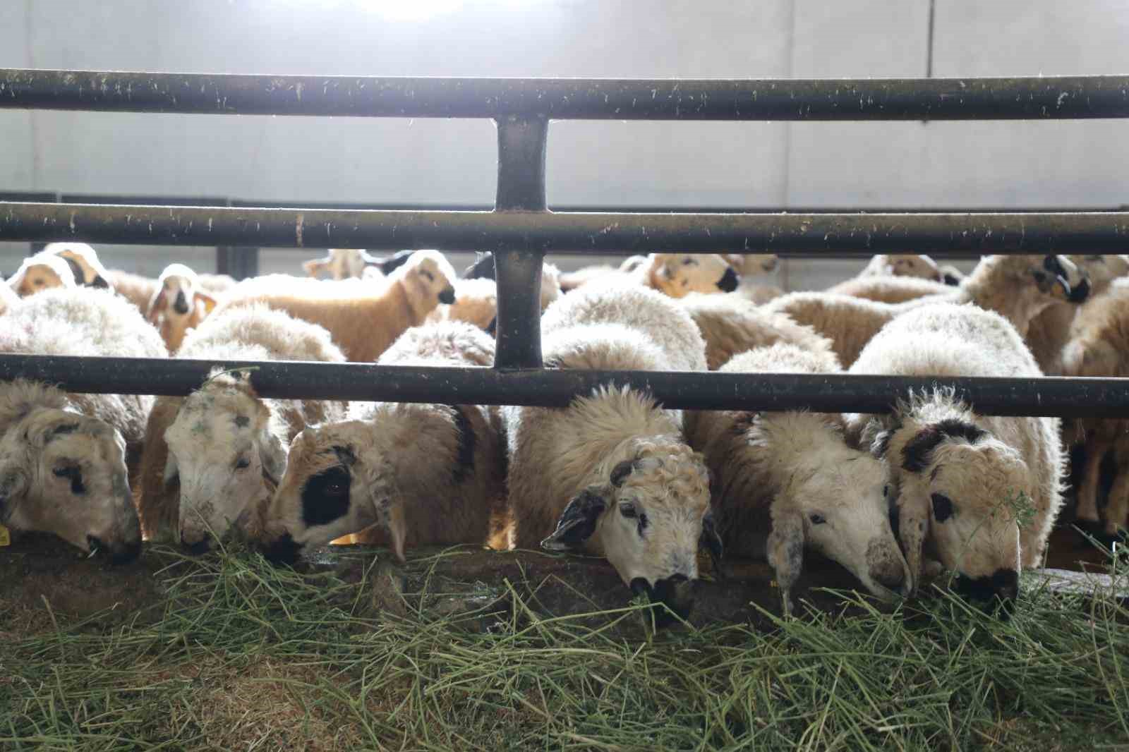 Devletten aldığı destekle küçükbaş hayvan çiftliği açtı