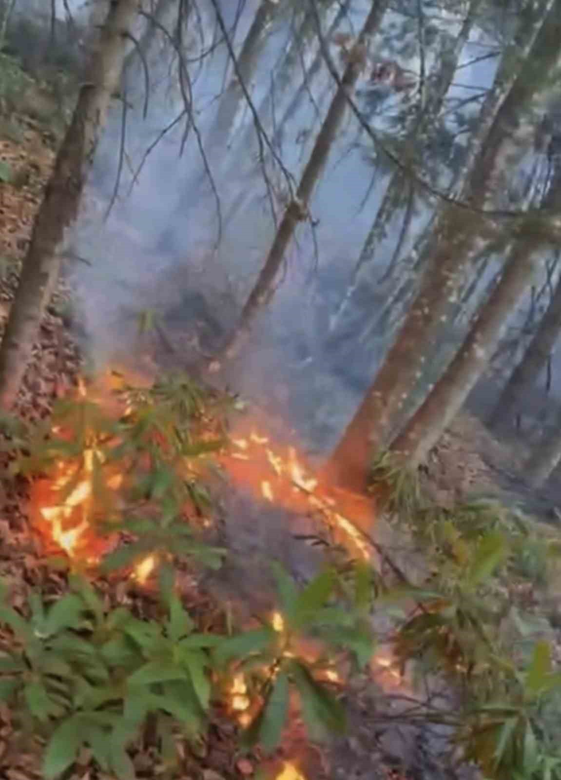 Düzce’de ormanlık alanda örtü yangını
