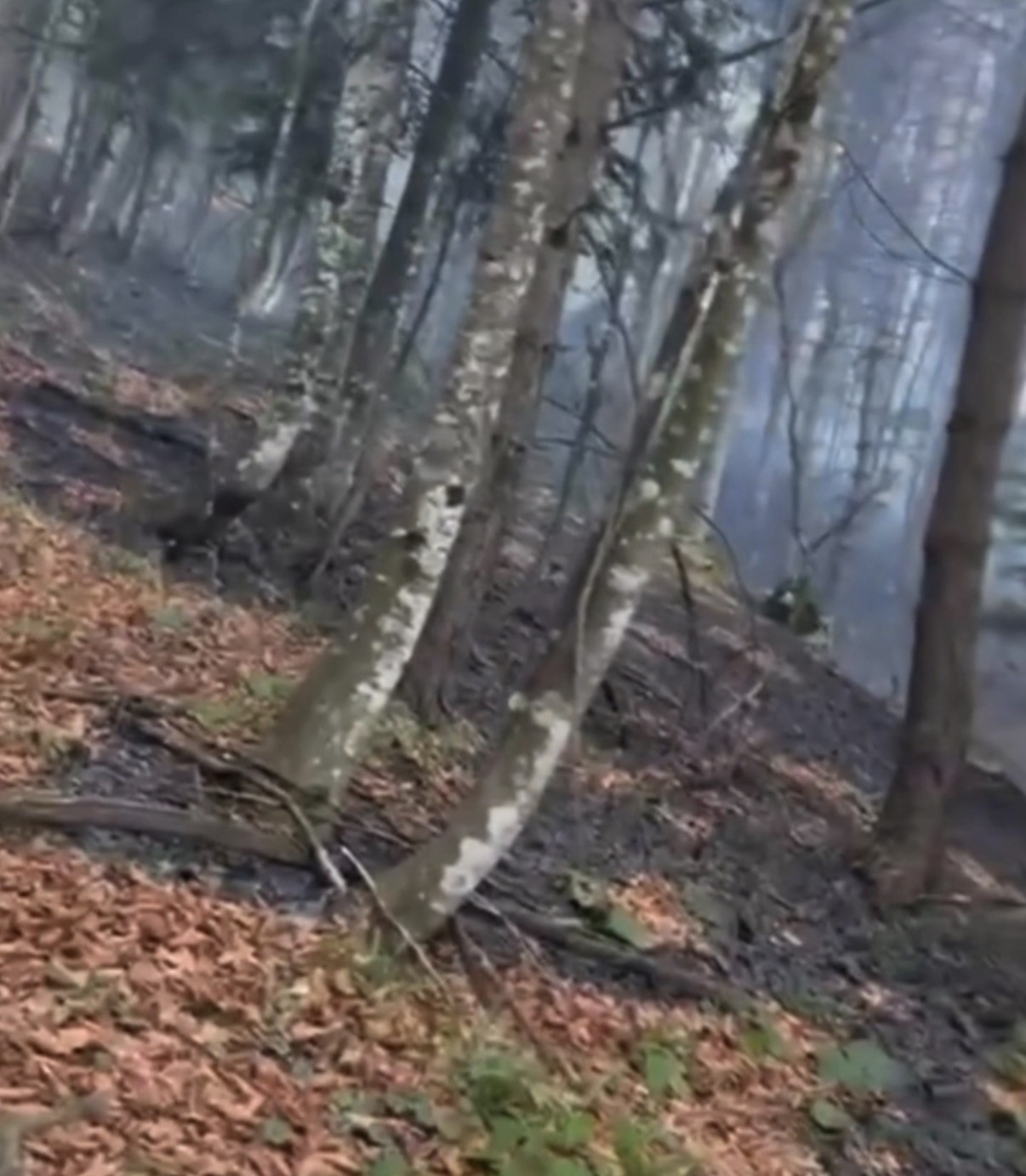 Düzce’de ormanlık alanda örtü yangını