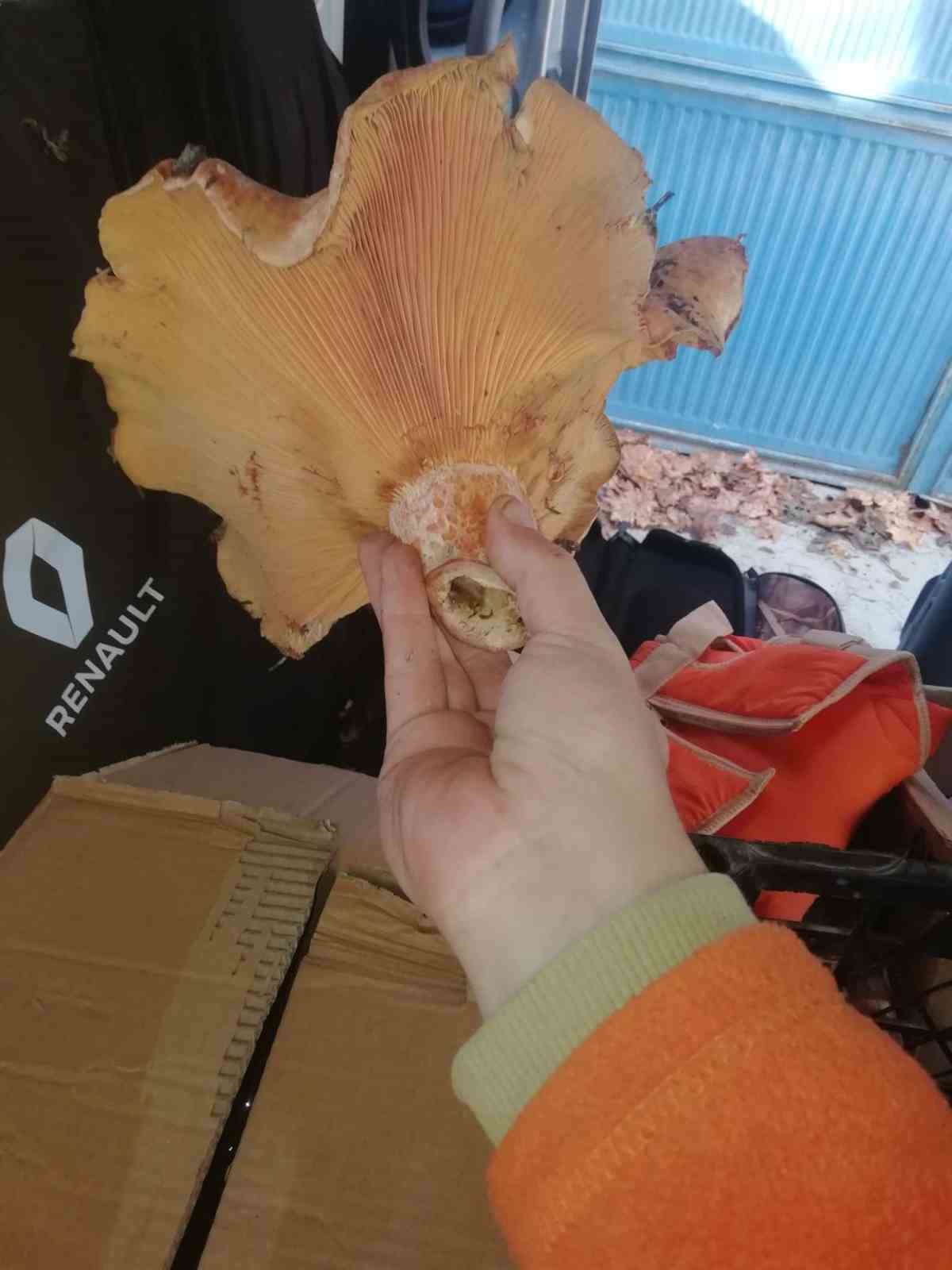 K&uuml;tahya&rsquo;da bulunan dev mantar şaşırttı
