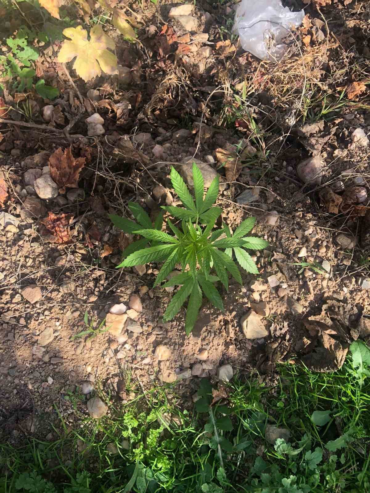 &Uuml;z&uuml;m bağında kenevir ele ge&ccedil;irildi
