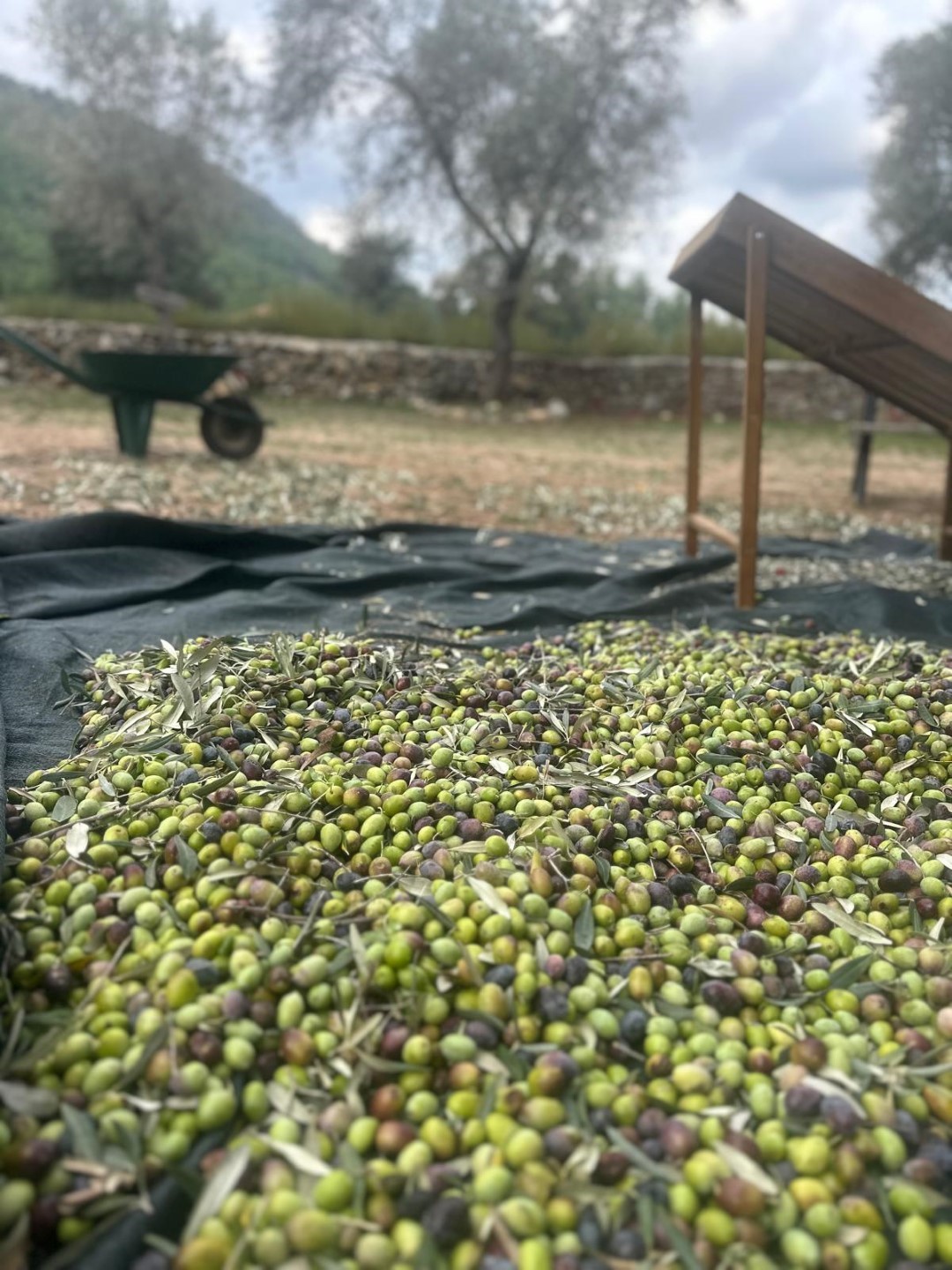 Bodrum&rsquo;da zeytin hasadı başladı
