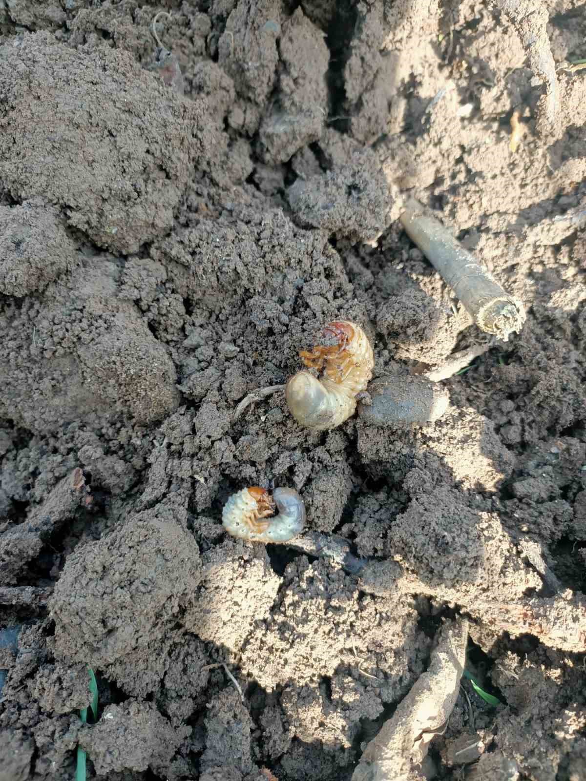 Bahçelerde toprak analizi ve zararlı tespiti
