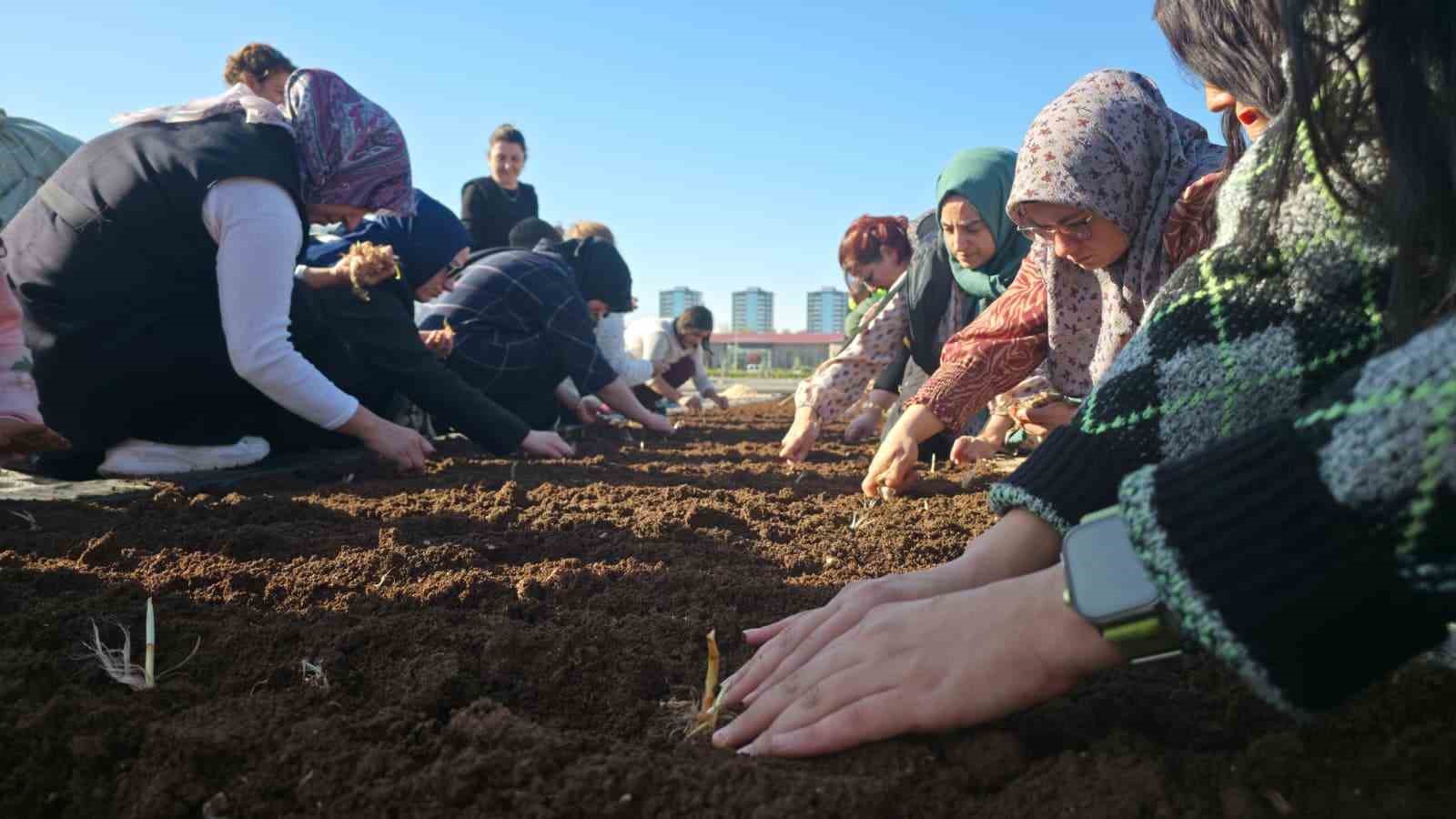 Tıbbi ve Aromatik Bitkiler Atölyesinde safran ekimi