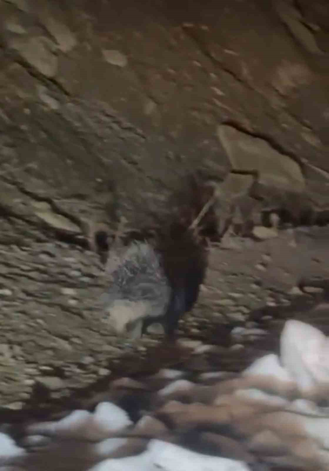 Yüksekova’da Hint oklu kirpi görüntülendi