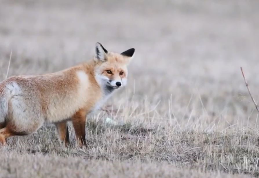 Ardahan’da kızıl tilkinin fare avı