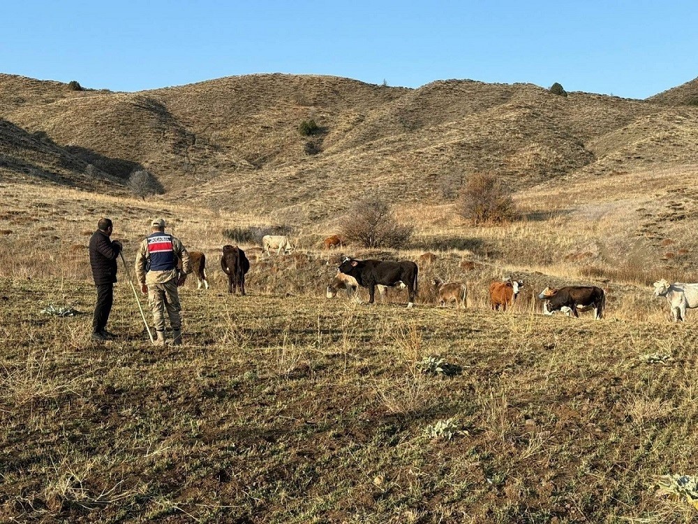 Refahiye’de kaybolan hayvanlar bulunarak sahibine teslim edildi