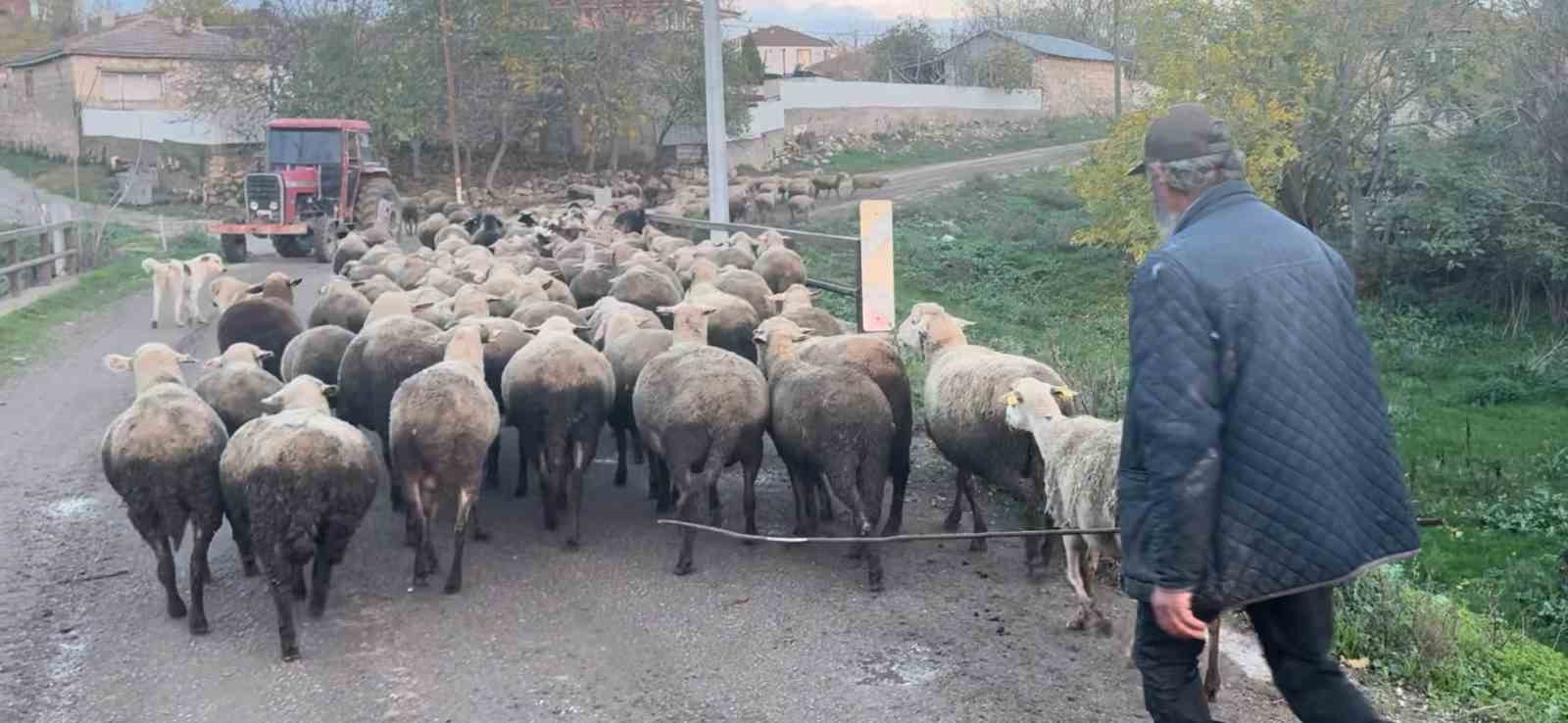 Aylık 50 bin liraya çoban bulamıyorlar
