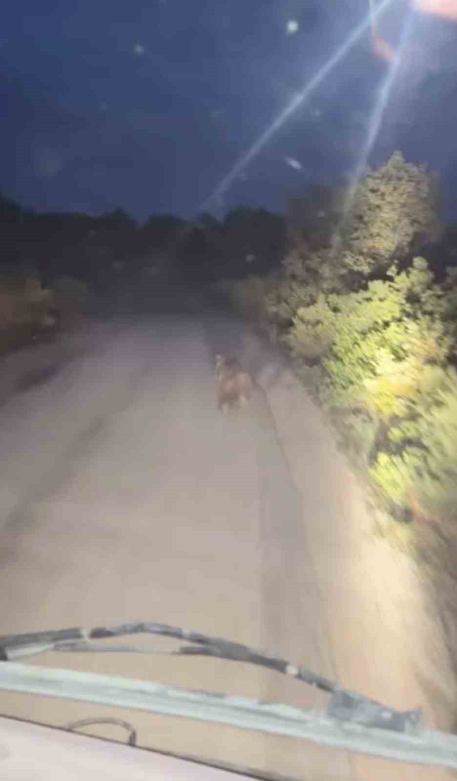 Köy yolunda ayı ile araç yarıştı