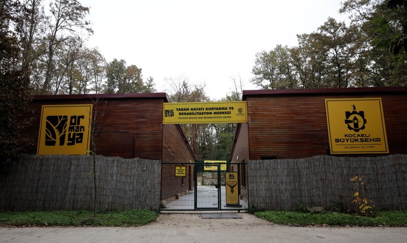 Doğanın şifası Ormanya’da: "Bu merkez yaban hayvanlarına umut oluyor"
