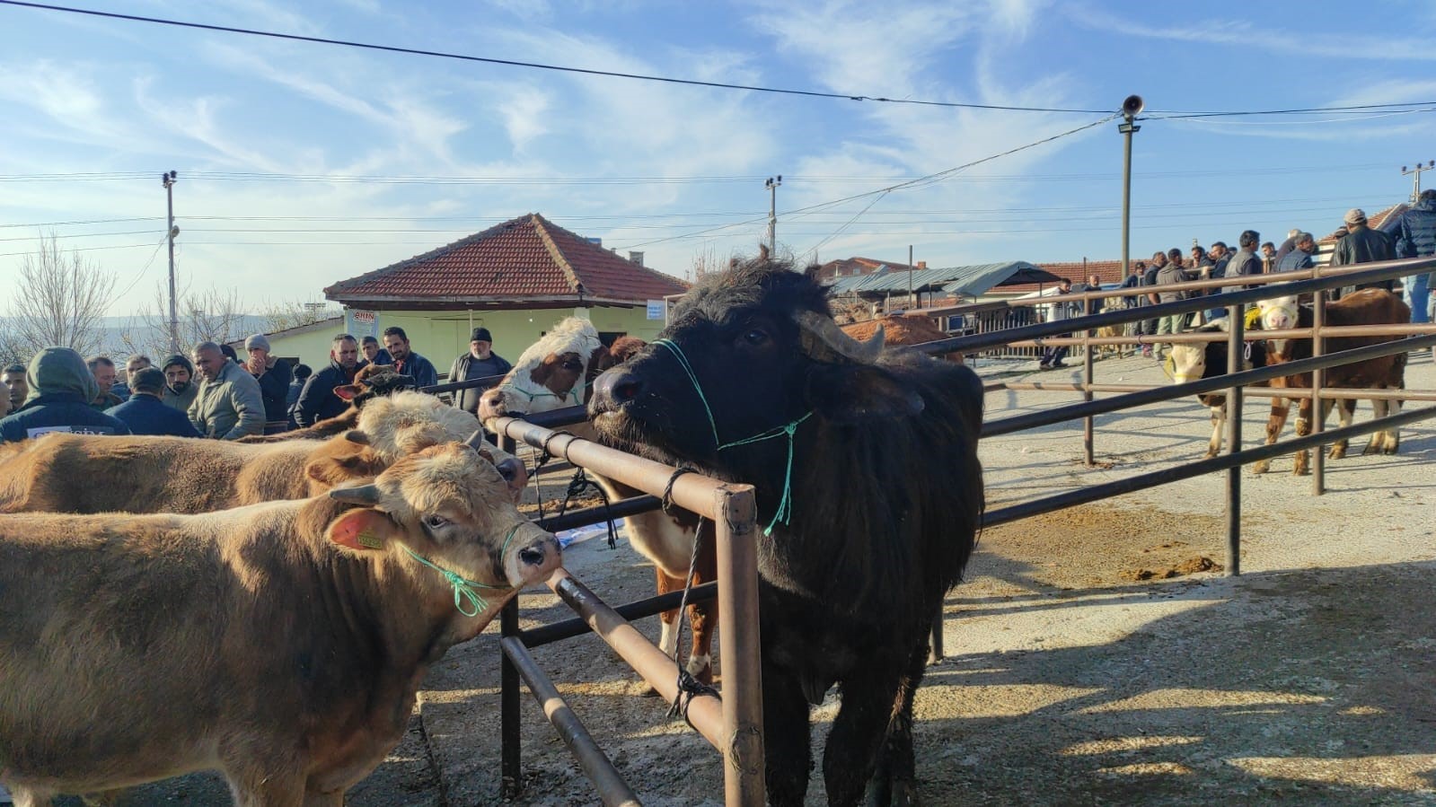 Yozgat&rsquo;ta 2 aydır kapalı olan hayvan pazarı a&ccedil;ıldı

