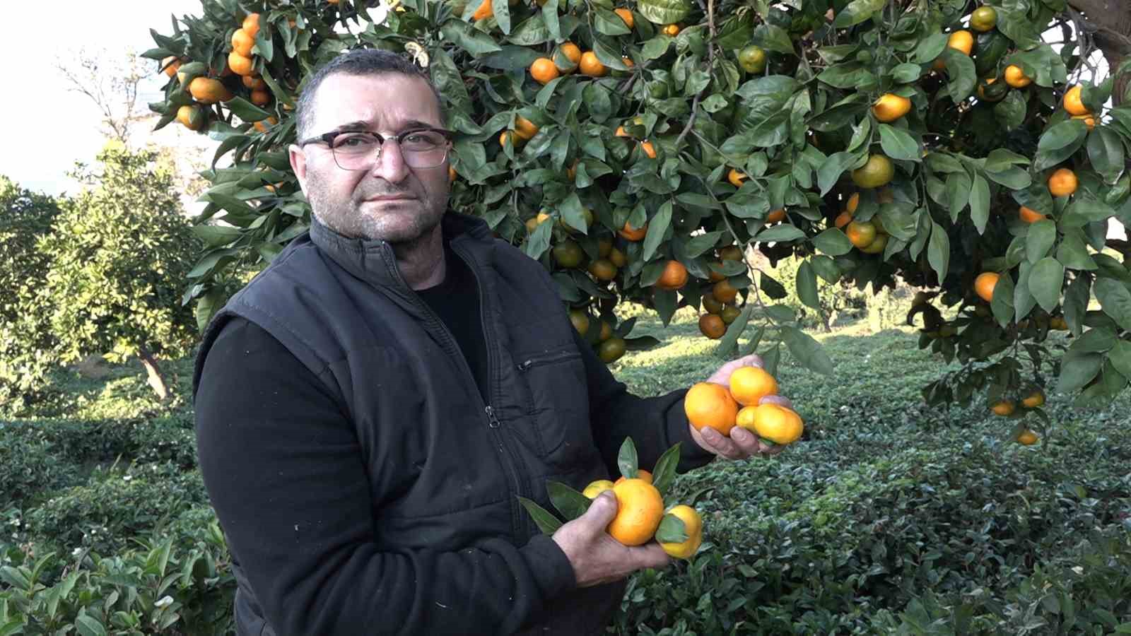 Derepazarı mandalinasında hasat başladı
