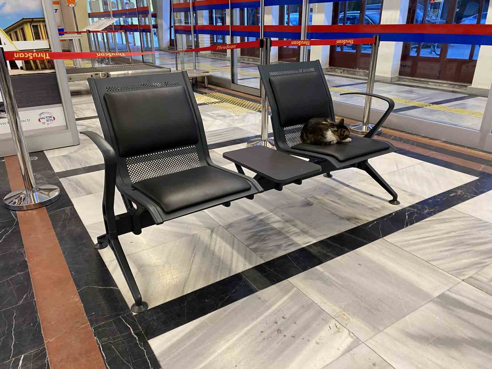 Eskişehir Tren İstasyonu&rsquo;nun m&uuml;davim kedileri
