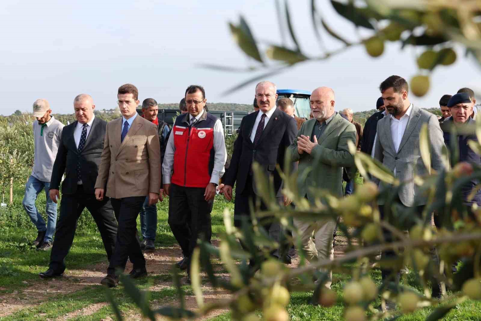 Çanakkale’de protokol ile zeytin hasadı