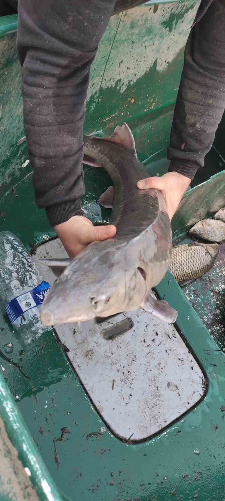 Balıkçının ağlarına takılan Mersin balığı koruma altına alındı