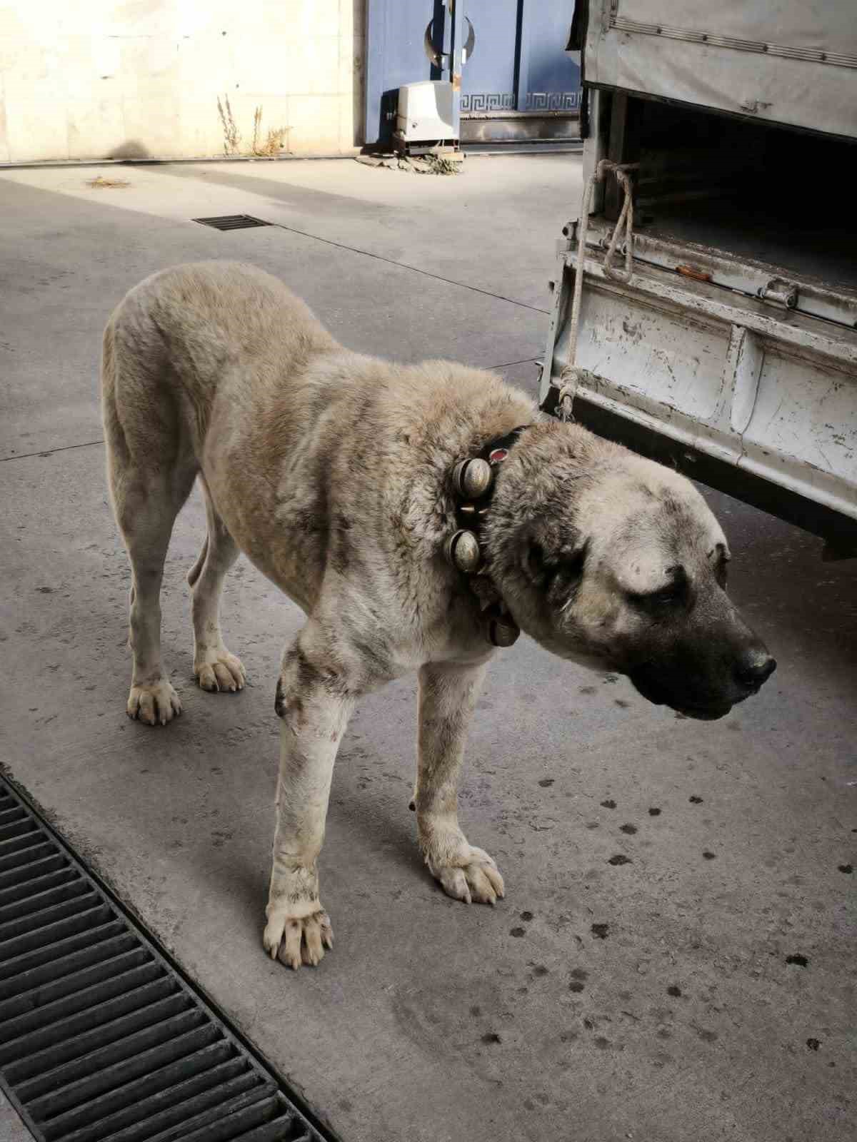 Köpek dövüştüren şahıslara jandarma baskını:12 gözaltı