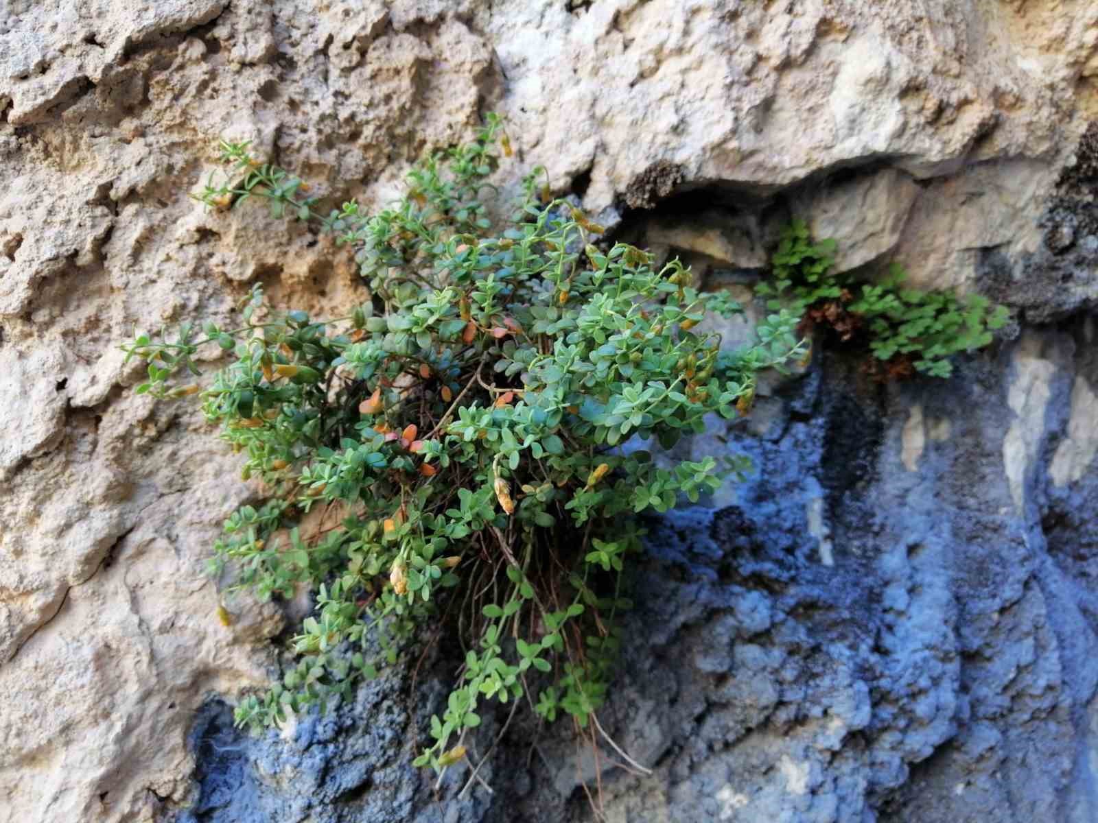 Malatya’ya özgü endemik bitki, sarı kantarondan daha etkili bulundu