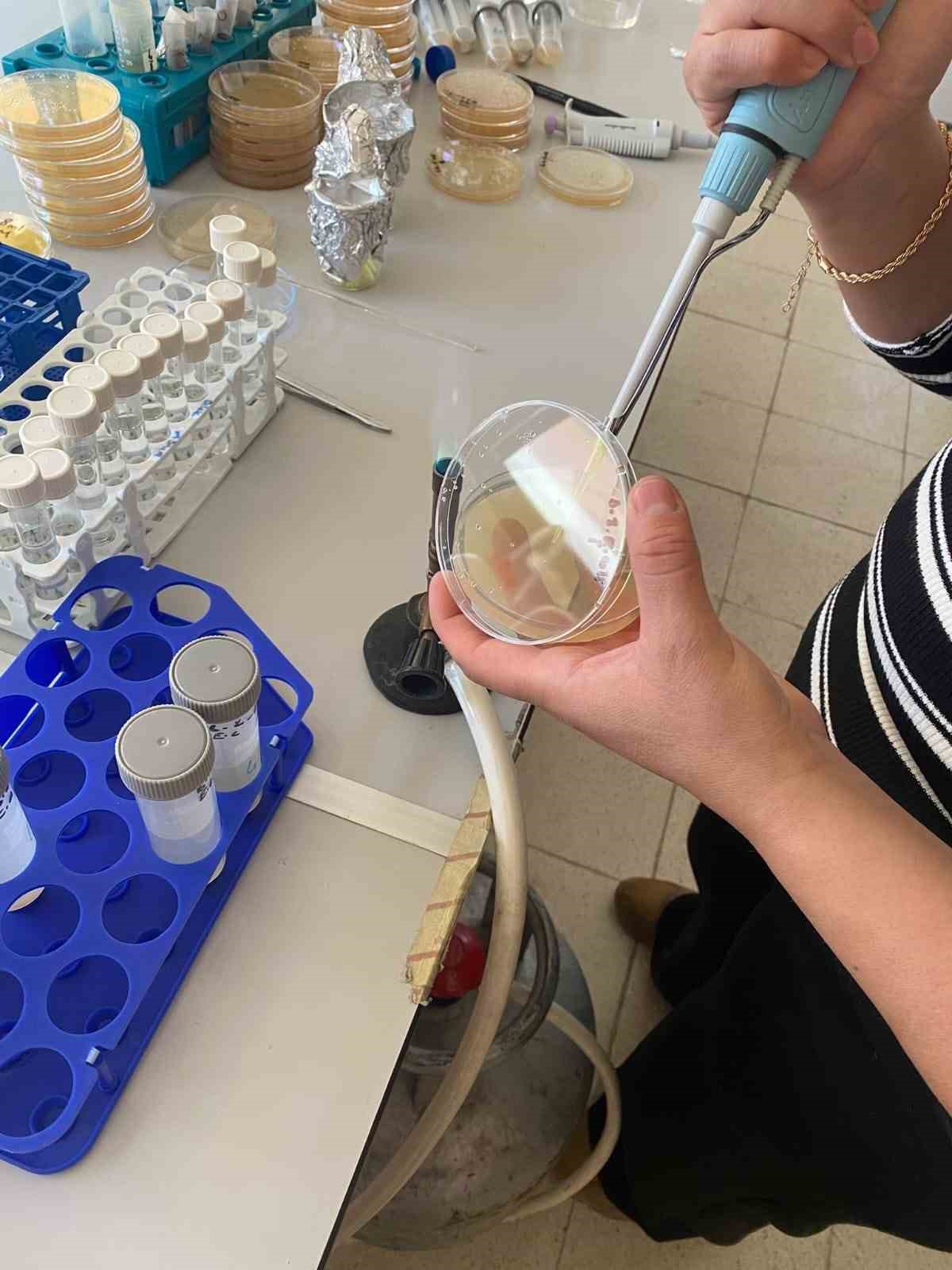 Malatya&rsquo;ya &ouml;zg&uuml; endemik bitki, sarı kantarondan daha etkili bulundu
