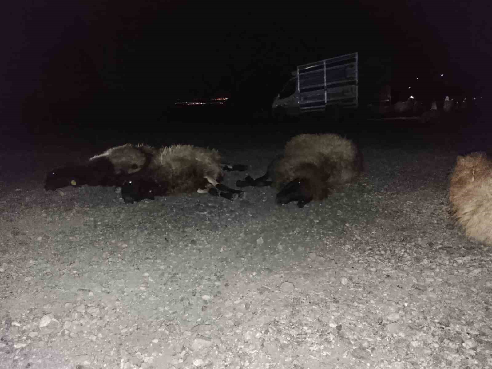 Otomobil sürüye çarptı, 8 koyun telef oldu