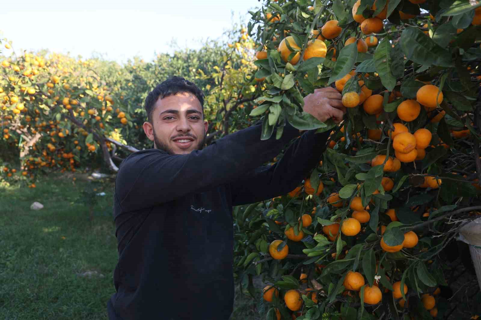 Mandalinanın fiyatı 2 TL’ye düşünce tonlarca ürünü vatandaşlara ücretsiz dağıttılar
