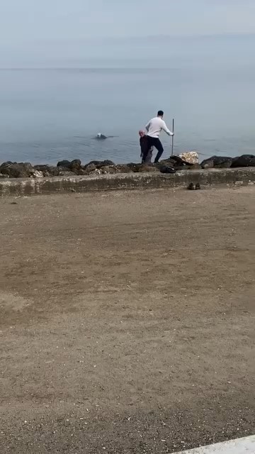 Mudanya sahilinde oltaya takılan martıyı vatandaş kurtardı