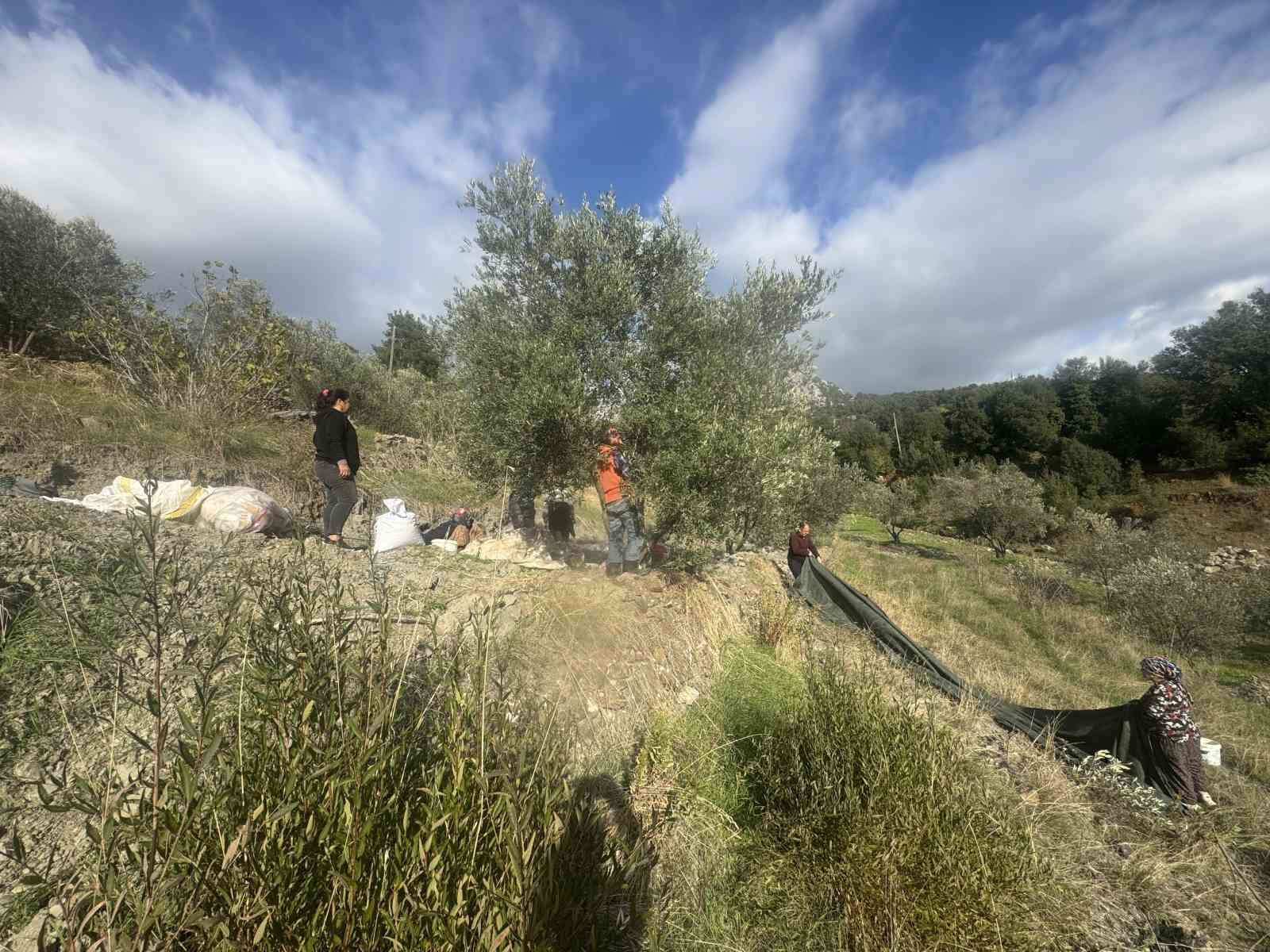 88 yaşındaki Emine nine zeytin hasadında
