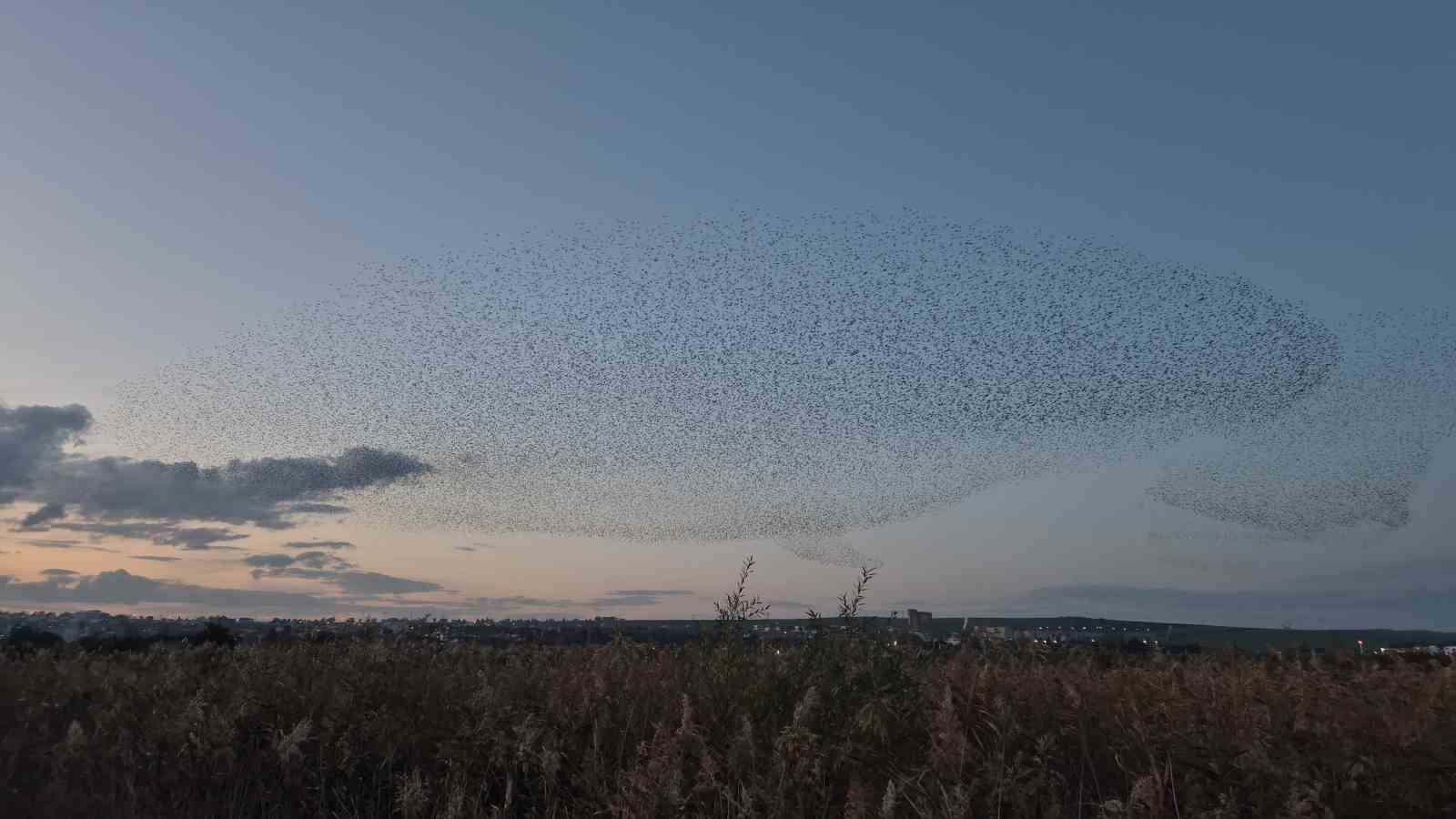 Gökyüzünde terapi etkisi: Sığırcıklardan muhteşem dans