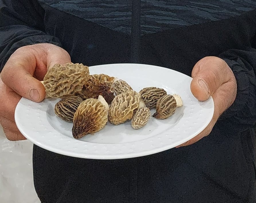 Uzmanından doğadaki mantarlarla ilgili uyarı