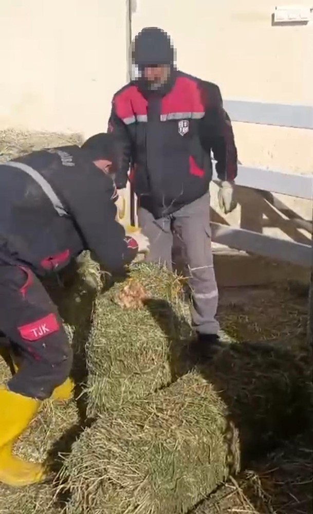 TJK Şanlıurfa Hara ve Aşım İstasyonu’nda skandal görüntüler