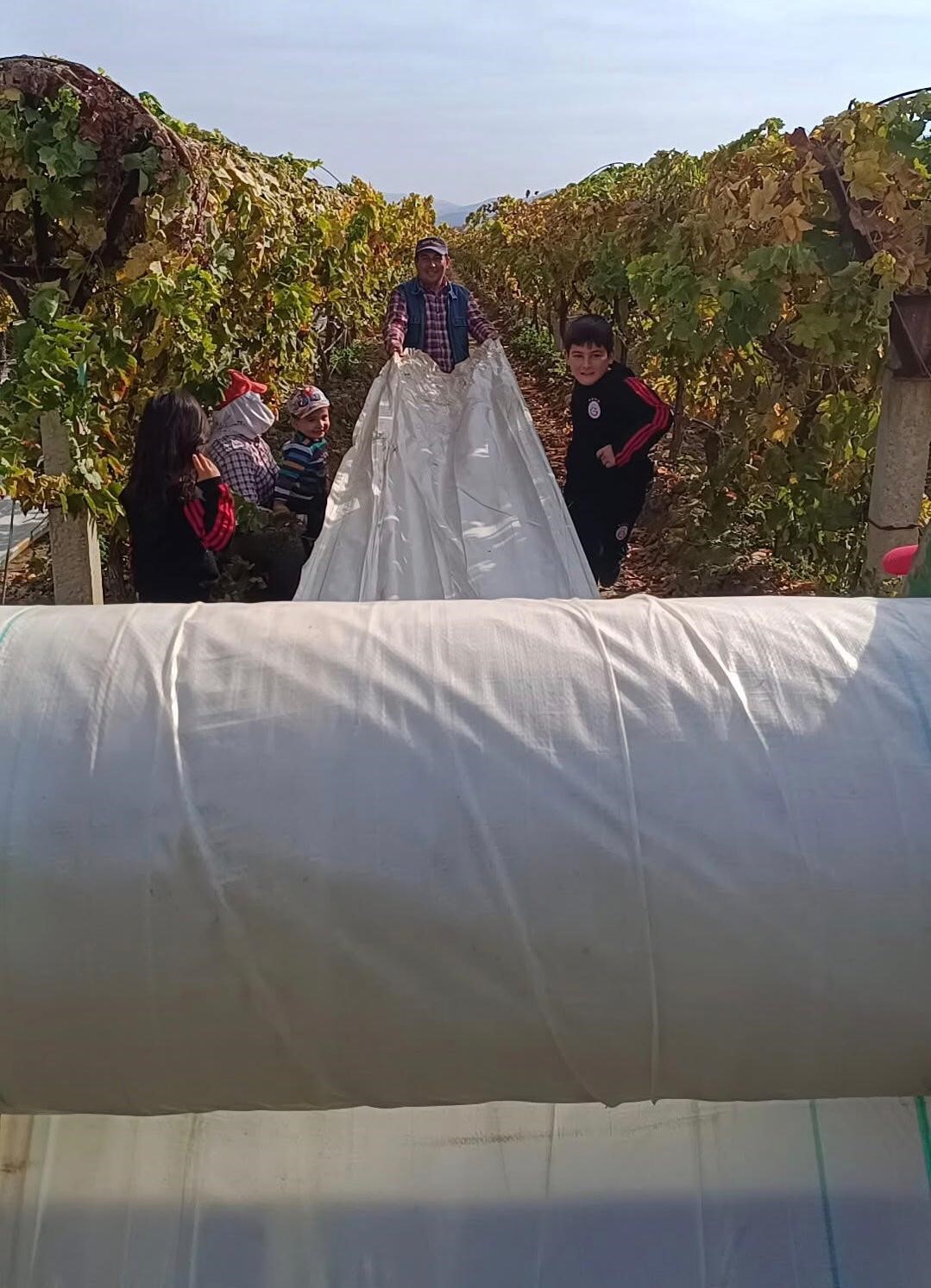 Sarıg&ouml;l&rsquo;de &ouml;rt&uuml; toplama işlerinde yoğunluk
