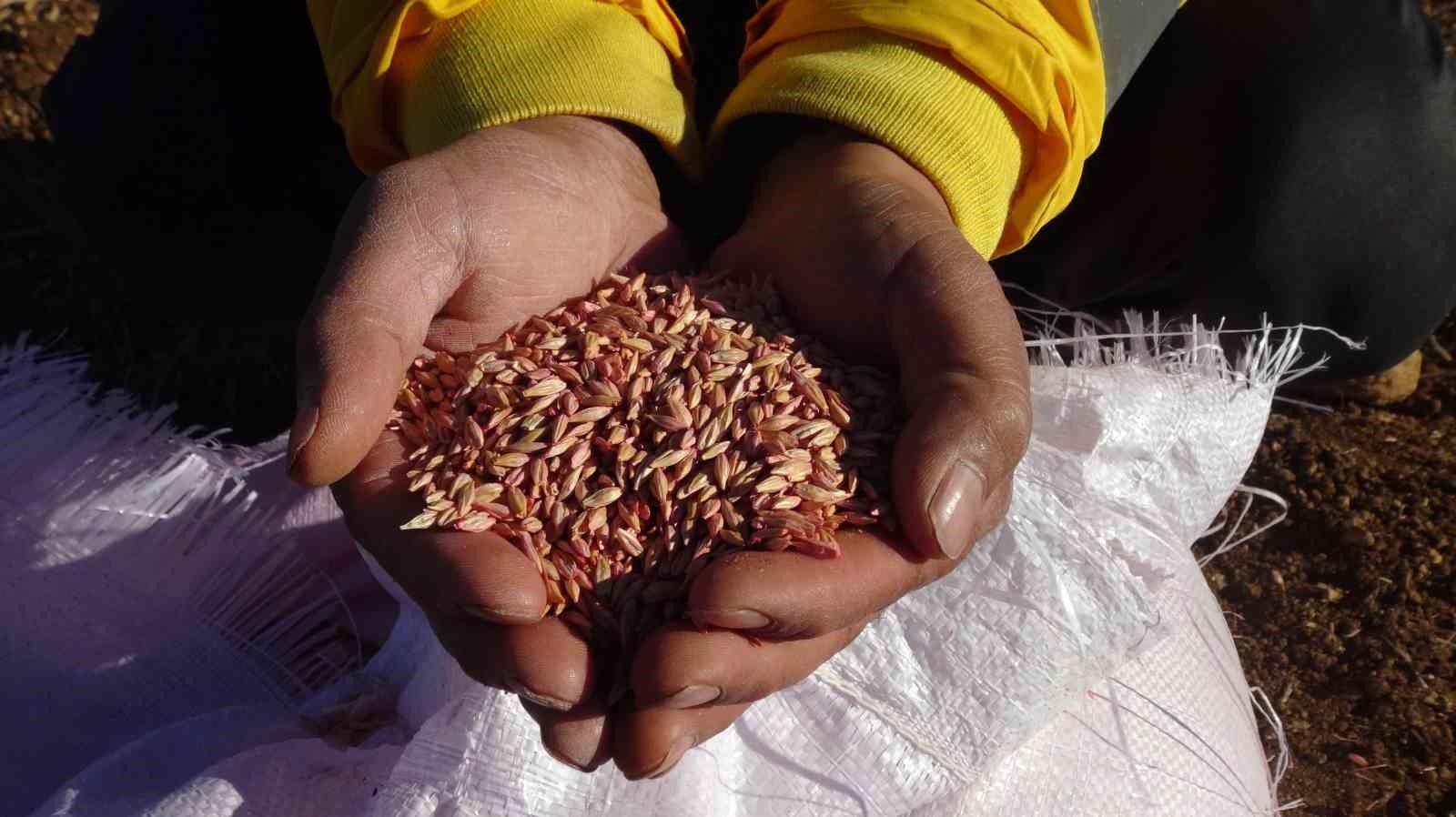 Gercüş’te çiftçiler tohumlarını toprakla buluşturuyor