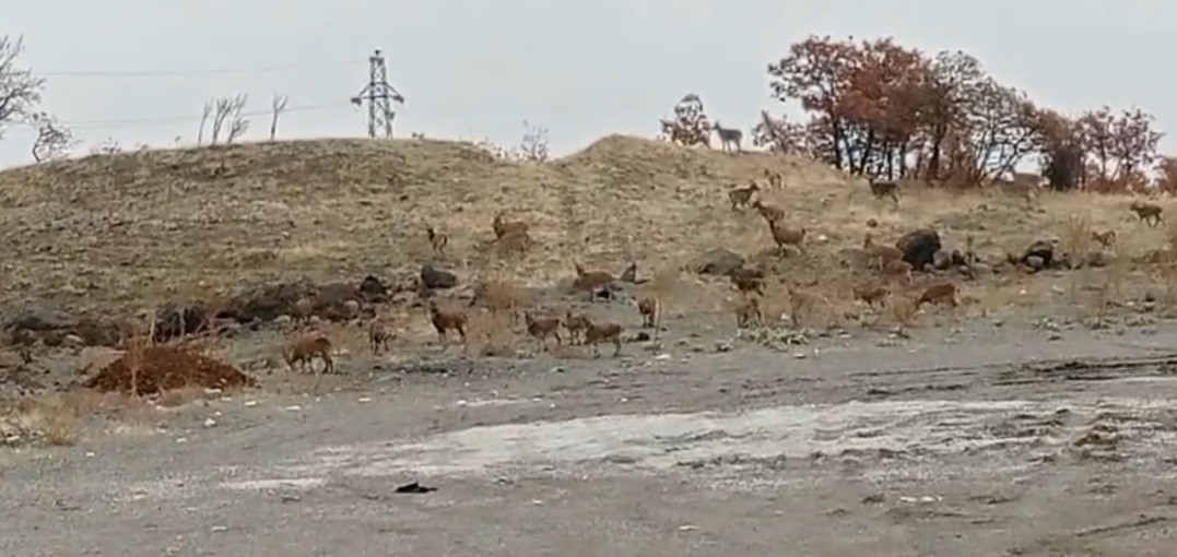 Tunceli’de dağ keçisi sürüsü görüntülendi
