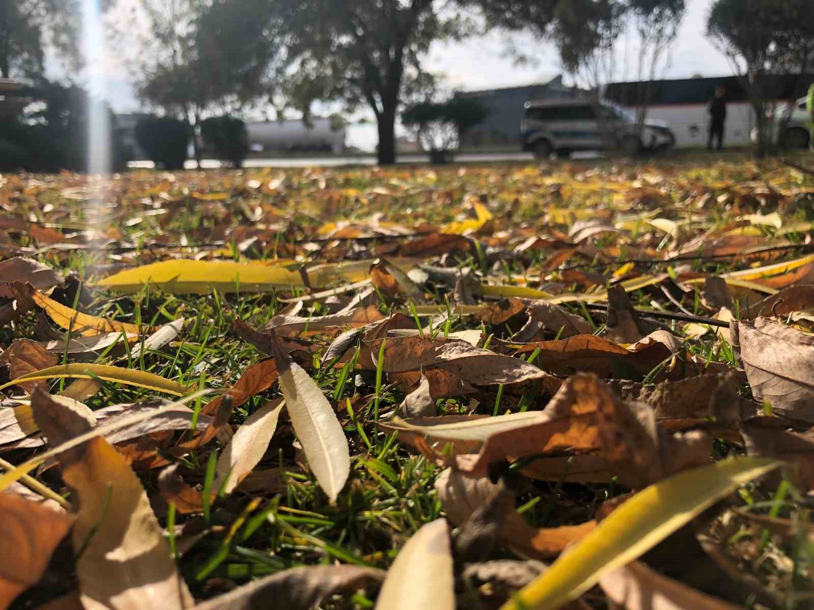 D&ouml;k&uuml;len yaprakla kartpostallık g&ouml;r&uuml;nt&uuml;ler oluşturdu
