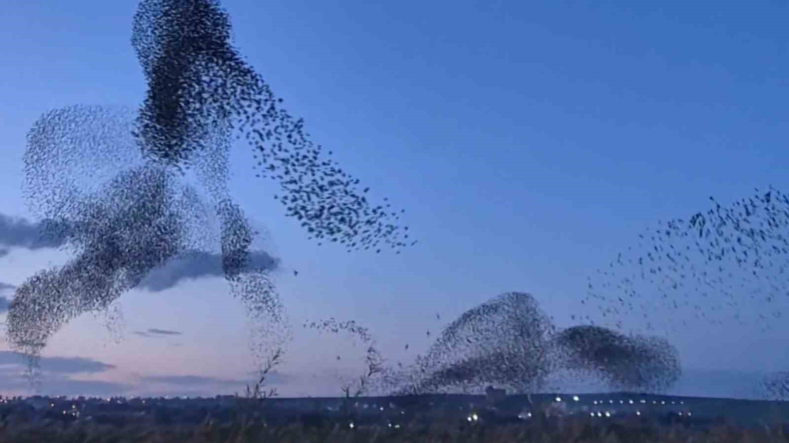 Gökyüzünde terapi etkisi: Sığırcıklardan muhteşem dans