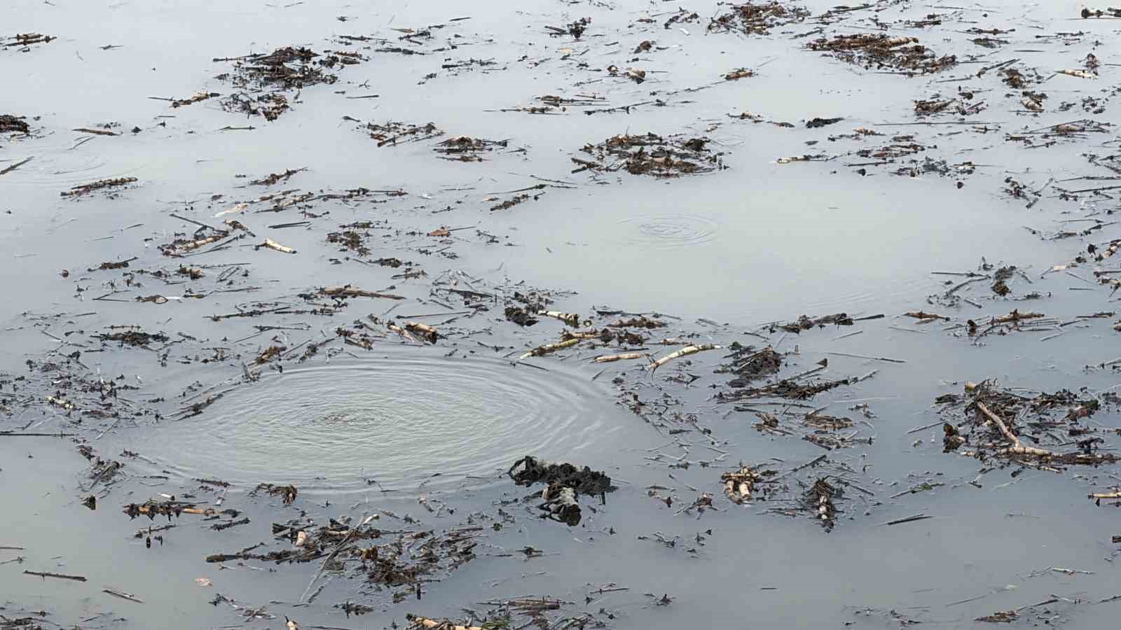 Sapanca Gölü’nden sonra bir korkutan görüntü de Efteni Gölü’nde oluştu