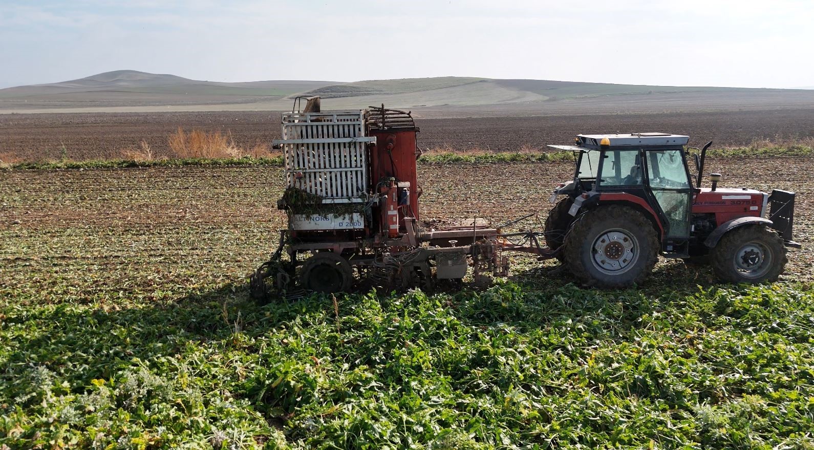 Gün doğmadan başlayan mesai sürüyor: Ankara’da şeker pancarı hasadı tempo kesmiyor