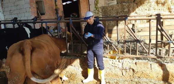 Aydın’da şap hastalığına karşı aşılama çalışmaları sürüyor